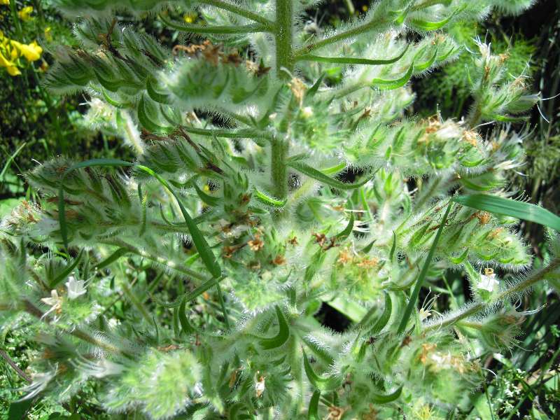 Echium italicum